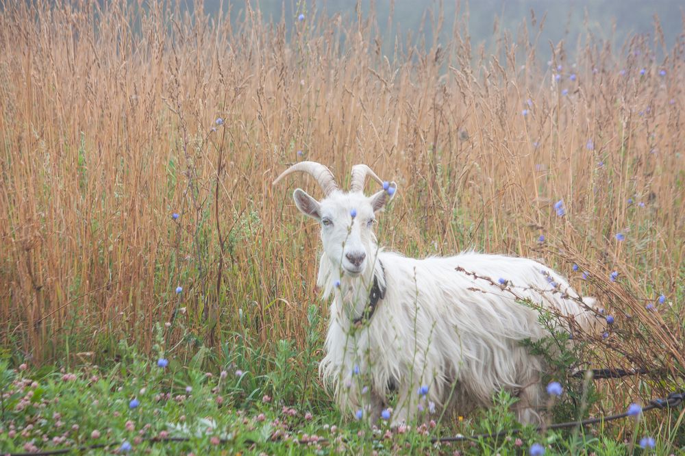 Photograph by Елена Шахова