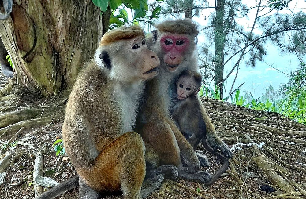 Семейство мартышковых кунац меймун