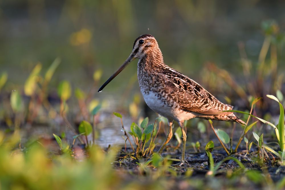 Photograph by Татьяна Шаньшина