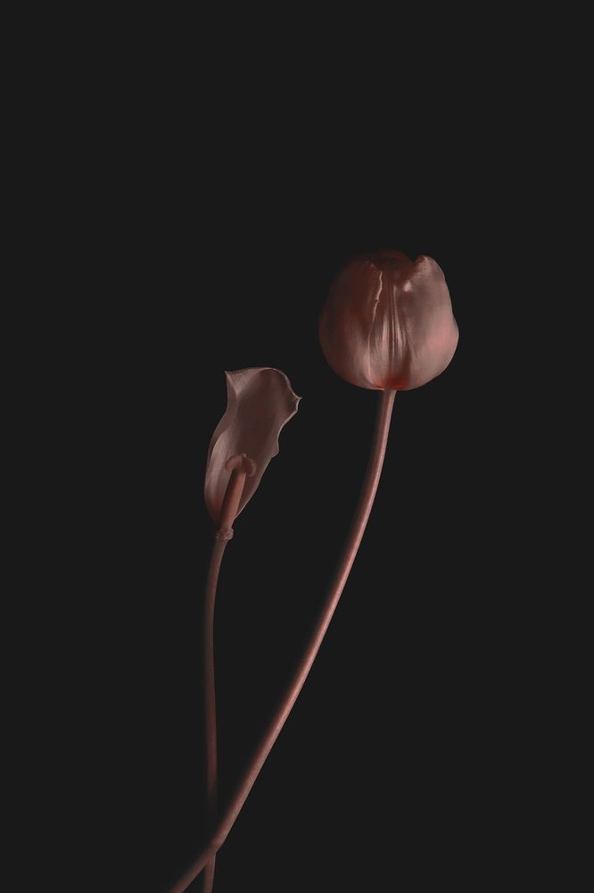 Photograph by Татьяна Светличная