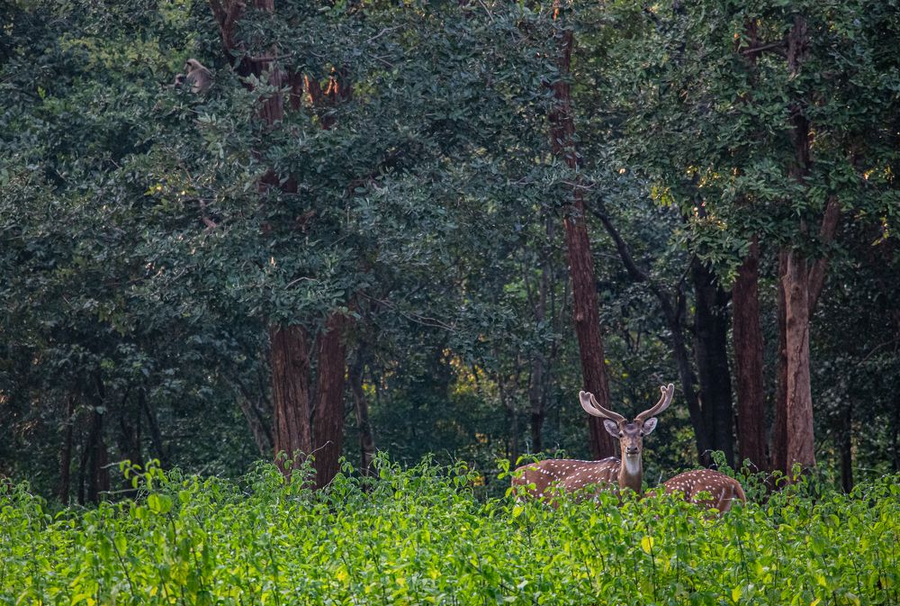 Photograph by Susobhan Biswas