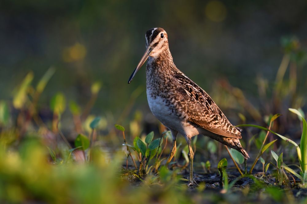 Photograph by Татьяна Шаньшина