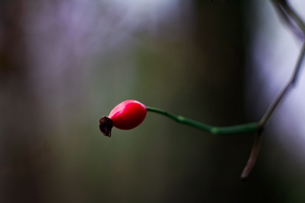 Photograph by Анна Скребкова