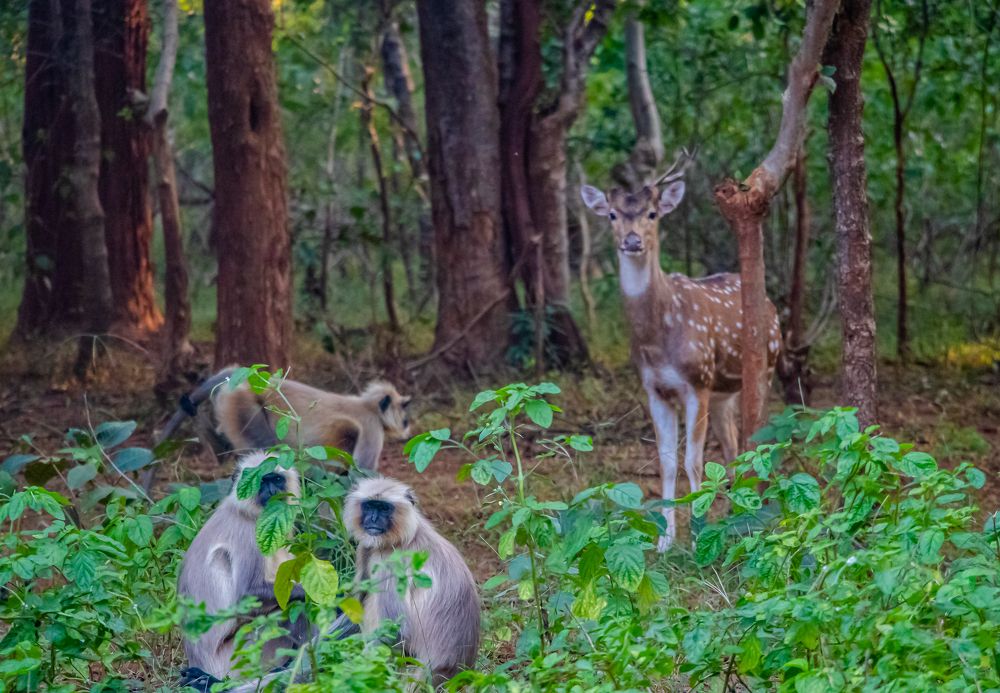 Photograph by Susobhan Biswas