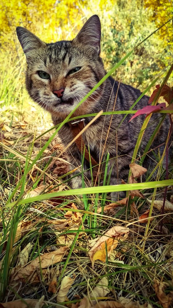 Фотография автора Анастасия Мещерякова