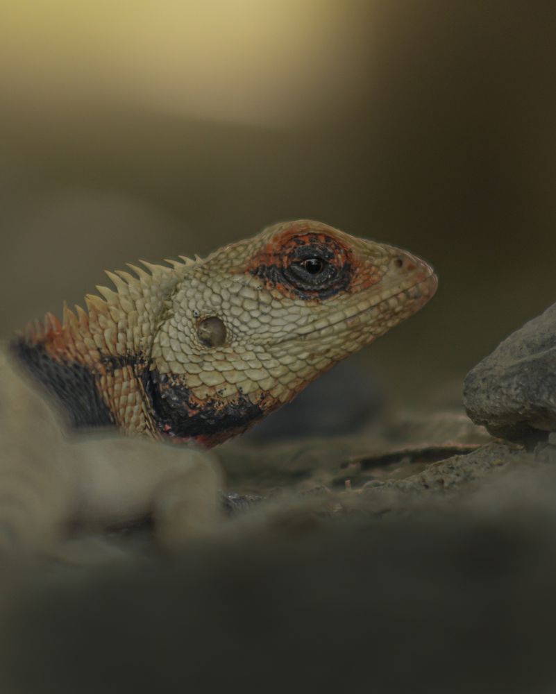 Photograph by Meer Dost Rahim