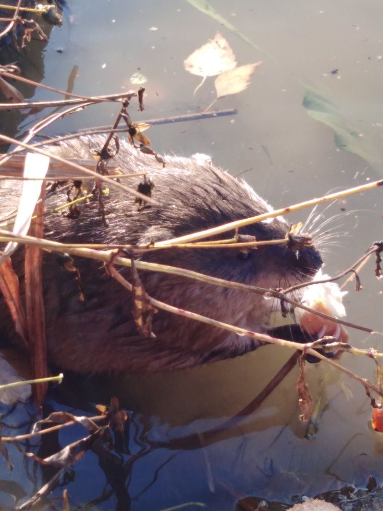 Photograph by Янина Милош