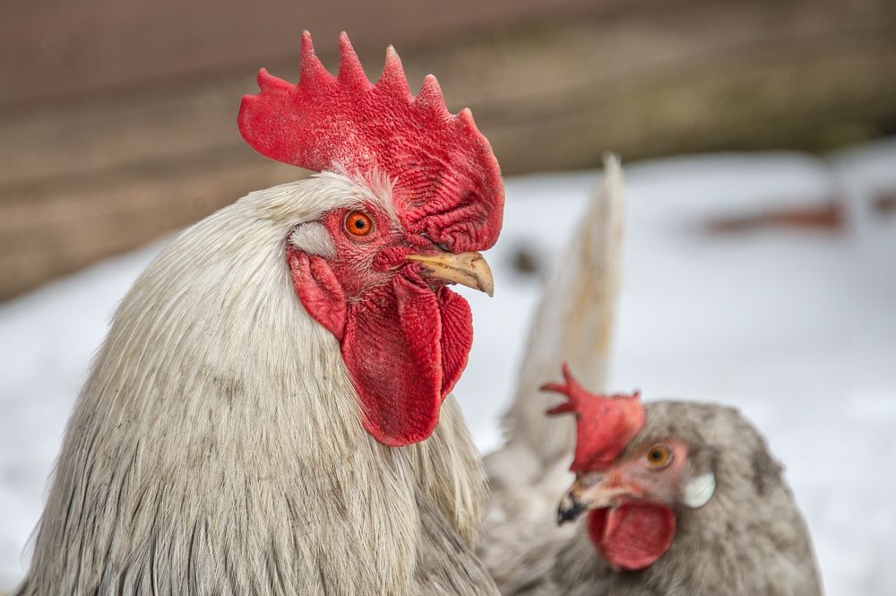 Photograph by Олег Ващилко