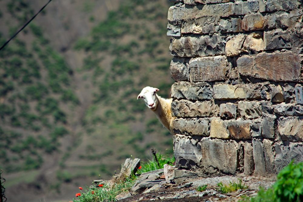 Photograph by Юсиф Саркаров