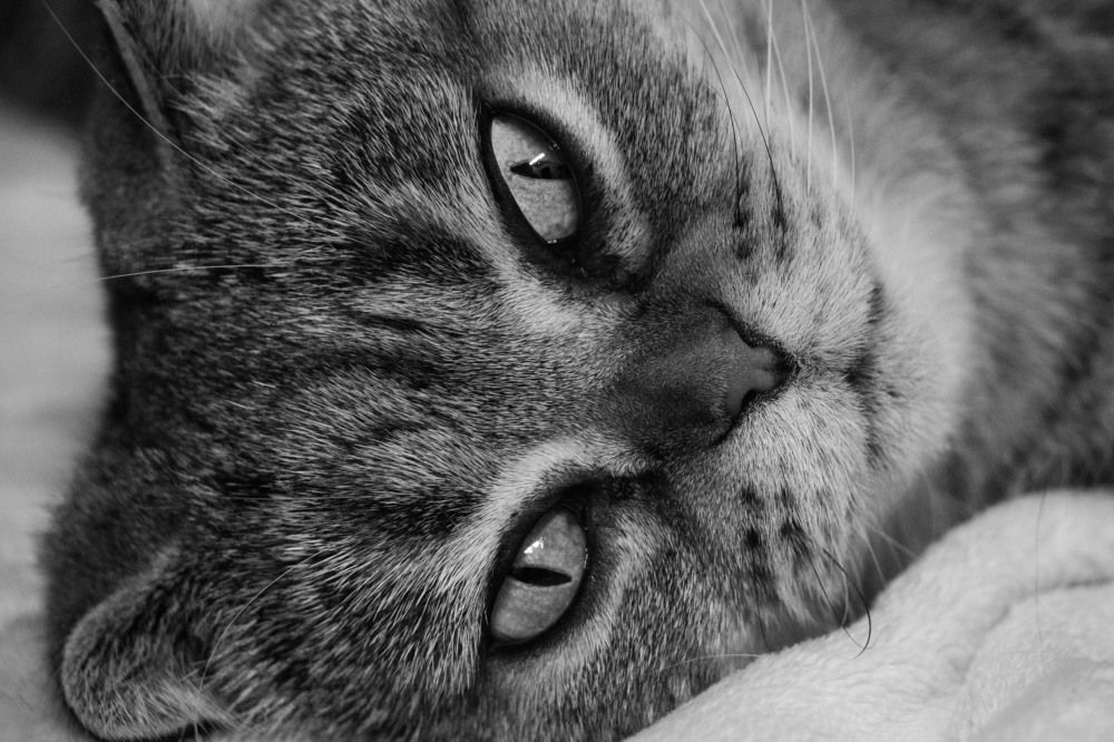 Photograph by Анжелика Сороколетова