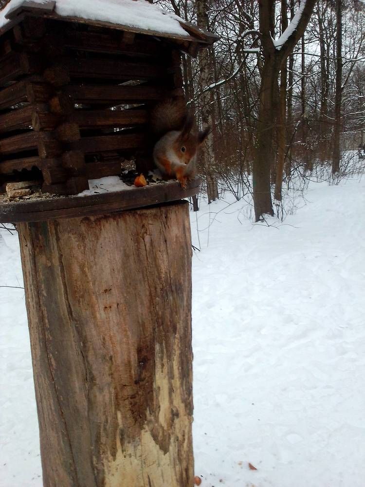 Photograph by Ольга Коркина