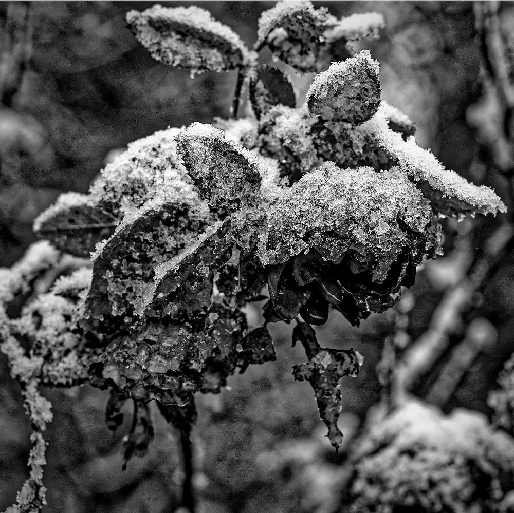 Photograph by Aleksei Degtjarjov