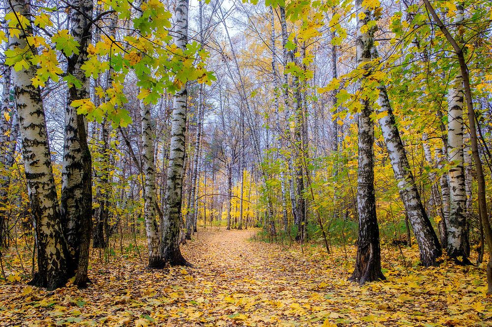 Золотая пора