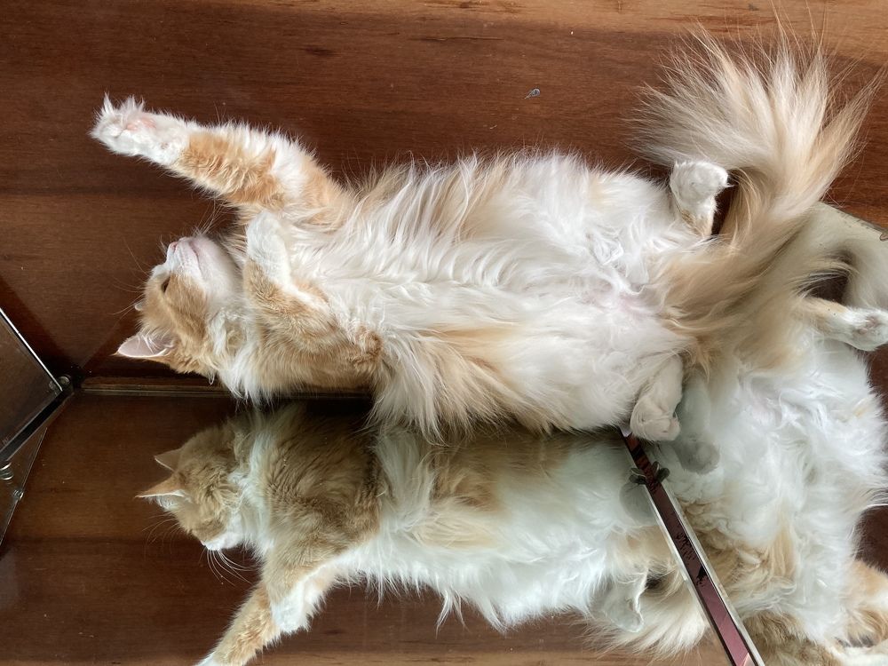 Фотография автора Анна Могилева