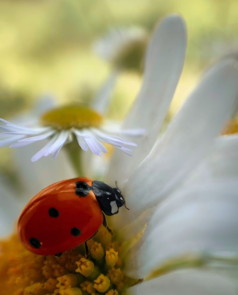 Photograph by Евгения Д