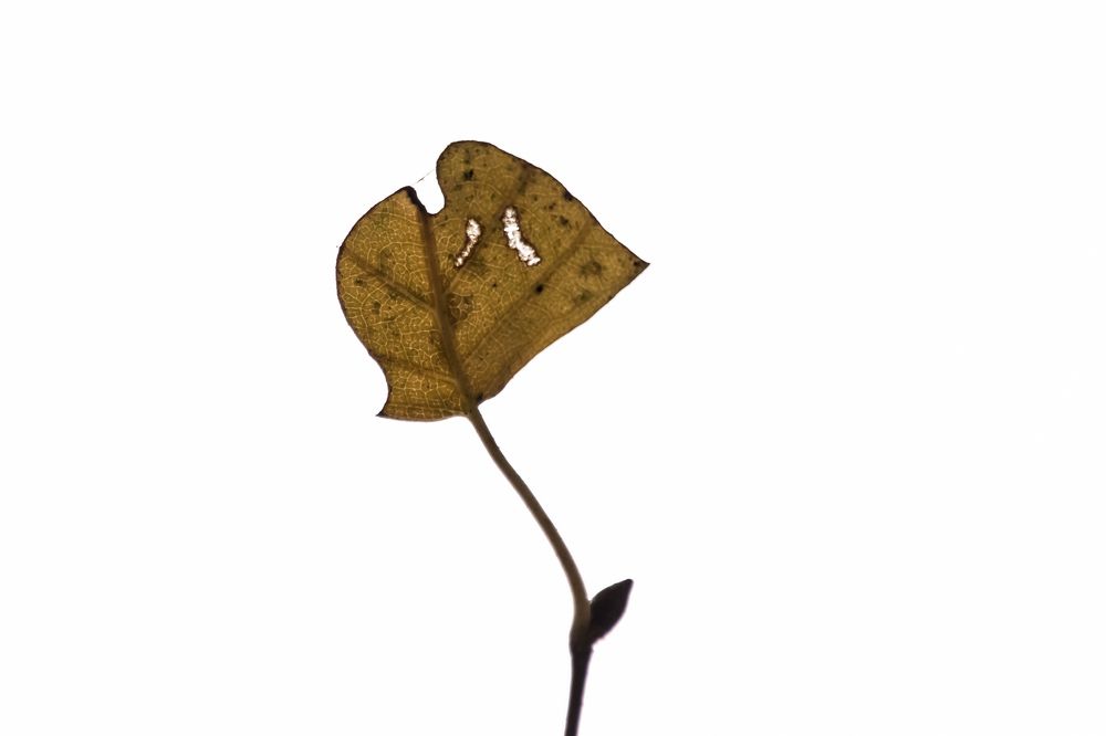 Photograph by Мария Тёмкина