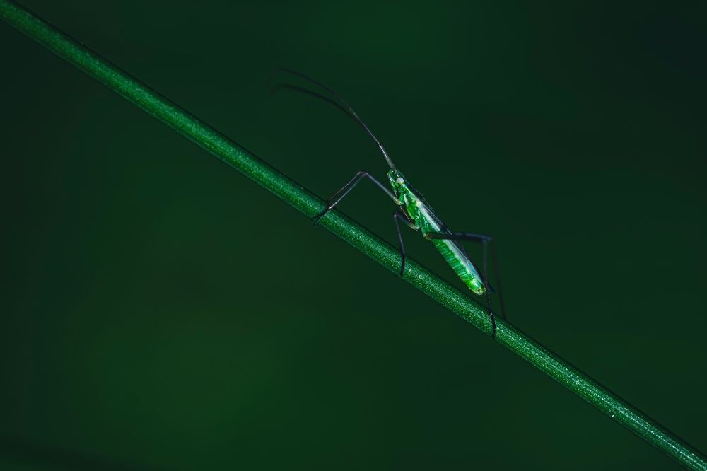 Фотография автора Helena Ivanova