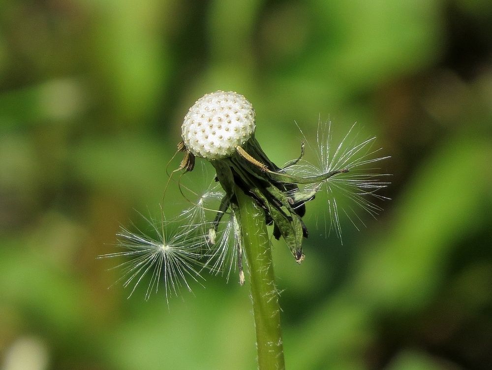 Лысый одуванчик