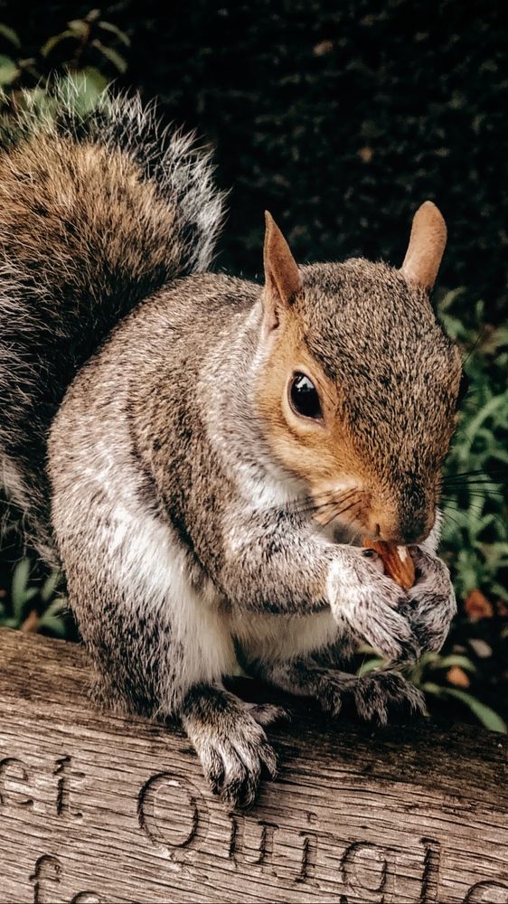 Photograph by Ganna Lobodenko