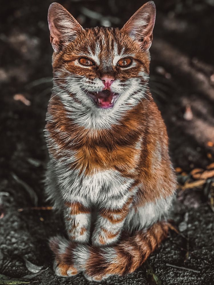 Photograph by Ganna Lobodenko