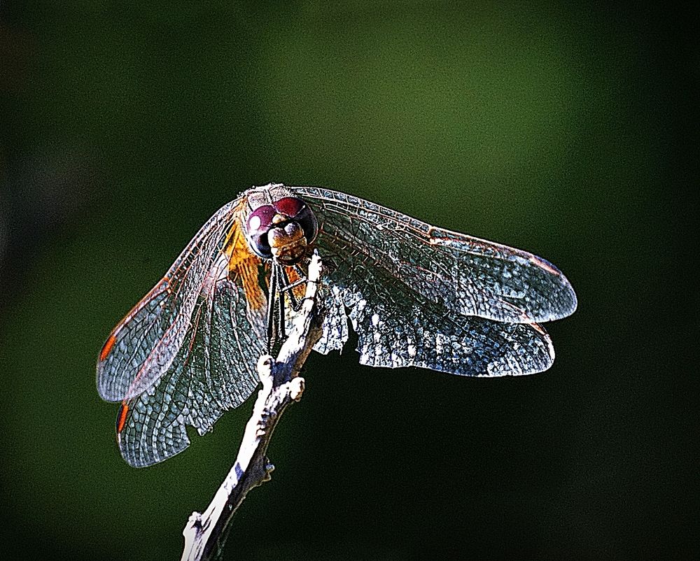 Photograph by Yasemin Aksit