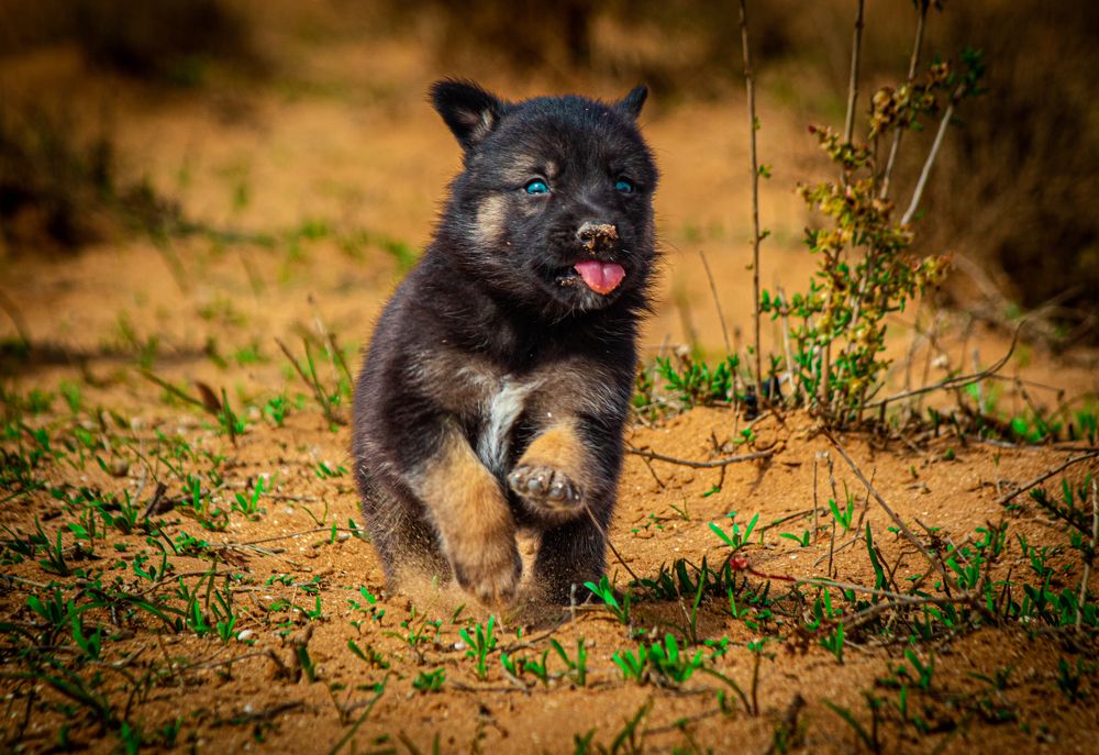 Young Puppy with Tiny Tongue Sticking Out Running