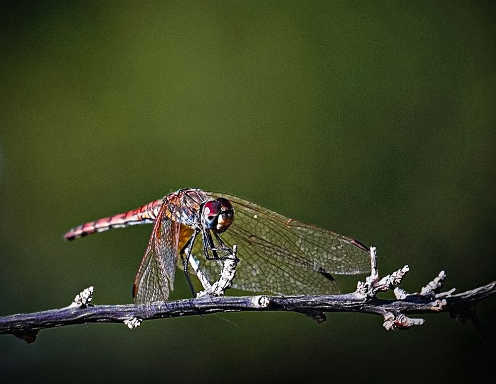 Photograph by Yasemin Aksit