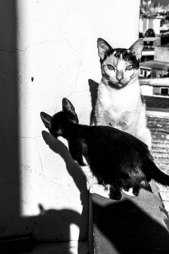 Photograph by roselino de oliveira rocha