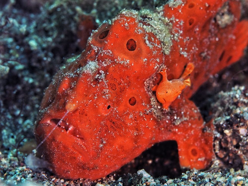 Photograph by Penn De Los Santos