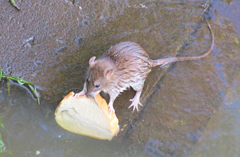 Photograph by Галина Пименова