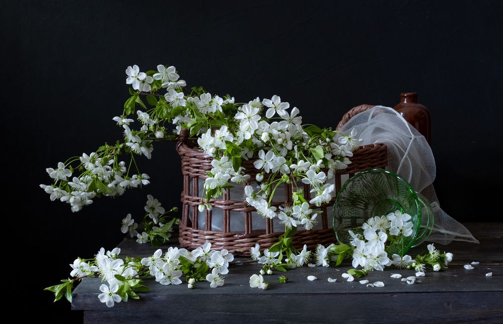 Вишня цветет