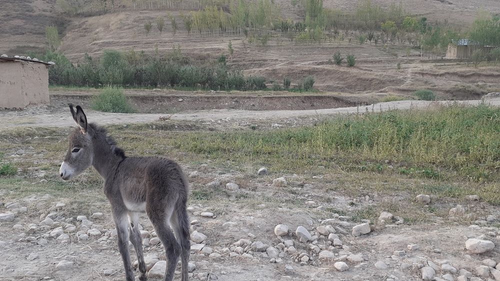 Photograph by Аёзова Саломат