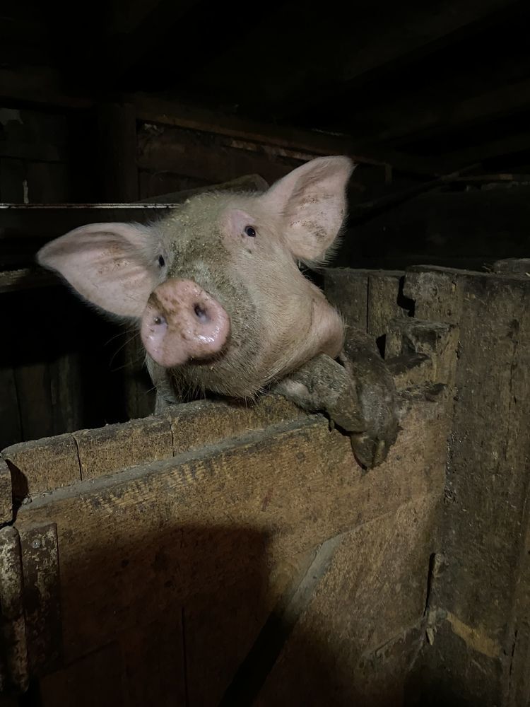 Photograph by Aлександра Чаплыгина