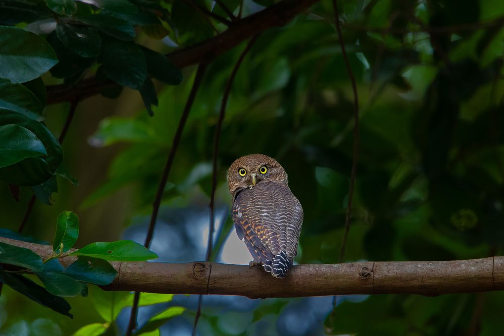Photograph by Sachitananda Jena