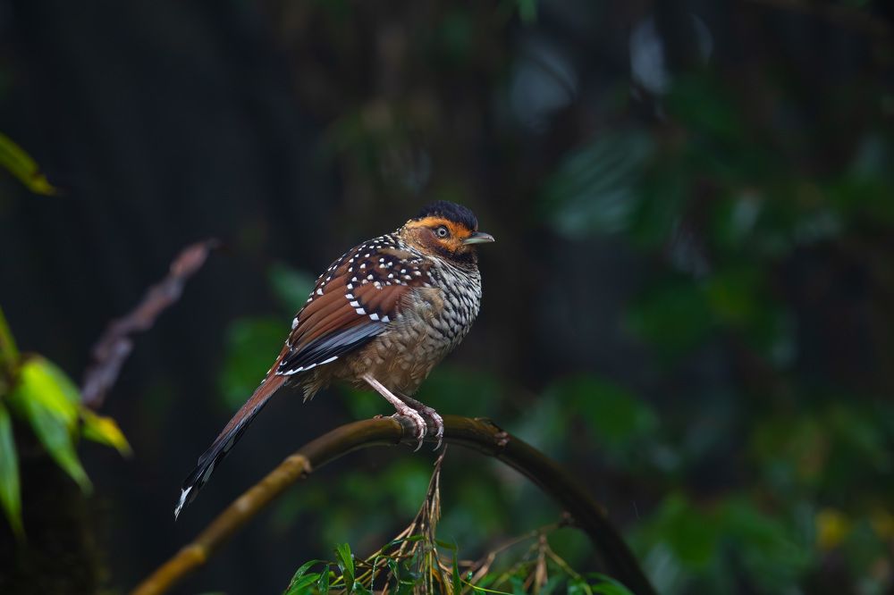 Photograph by Sachitananda Jena