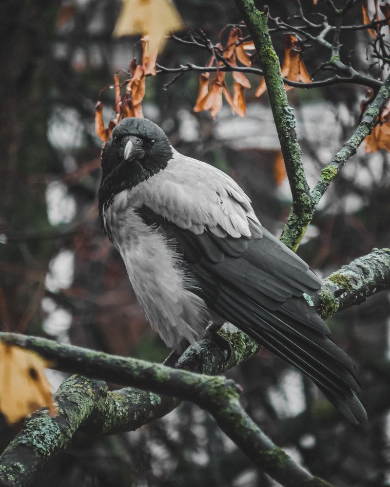 Фотография автора Марина Алексеевская
