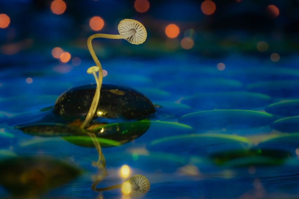 Photograph by Николай Фонарёв