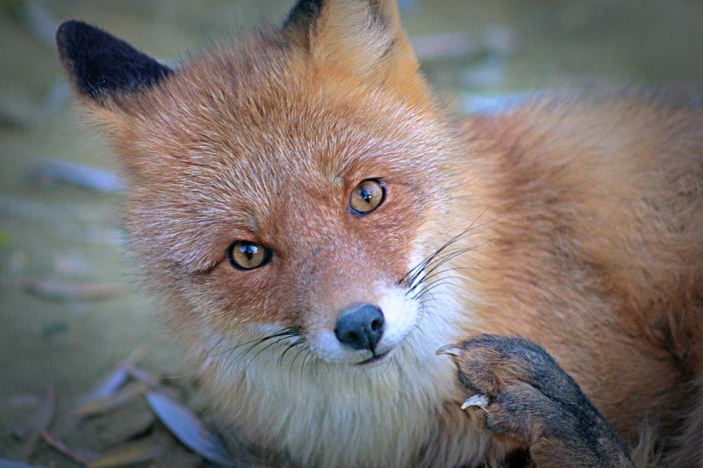 Photograph by Эдуард Попов