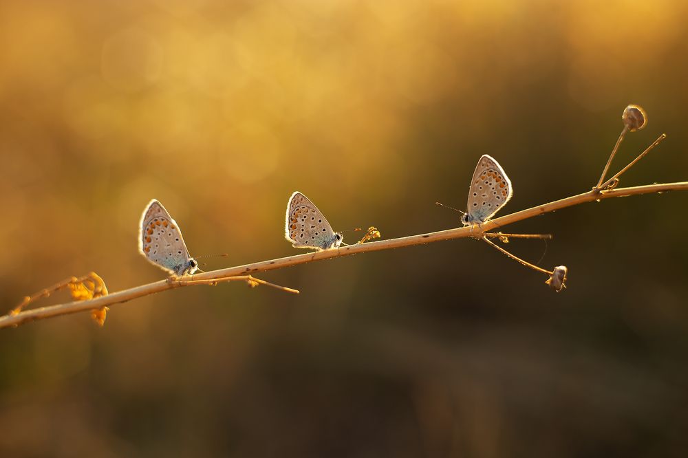 Photograph by Станка Петрова