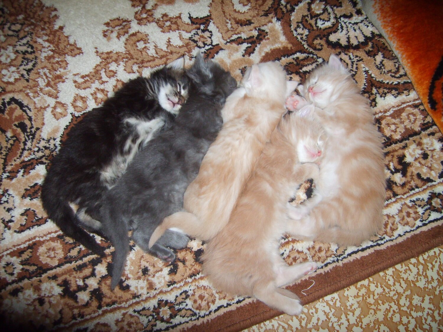 Photo #9805519