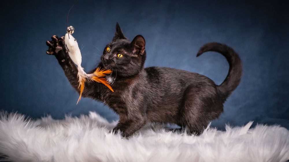 Играющий кот