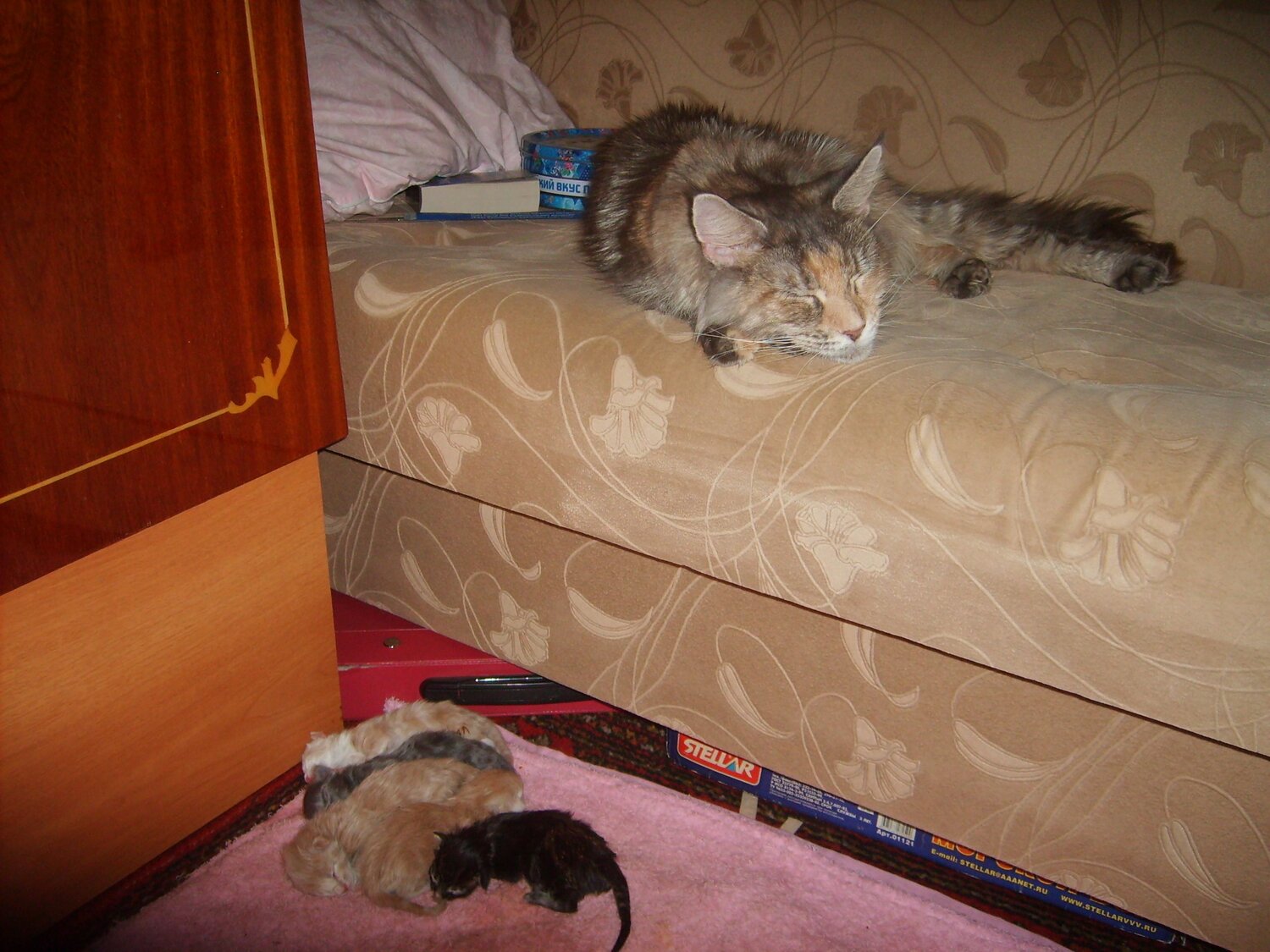 Photo #9805577