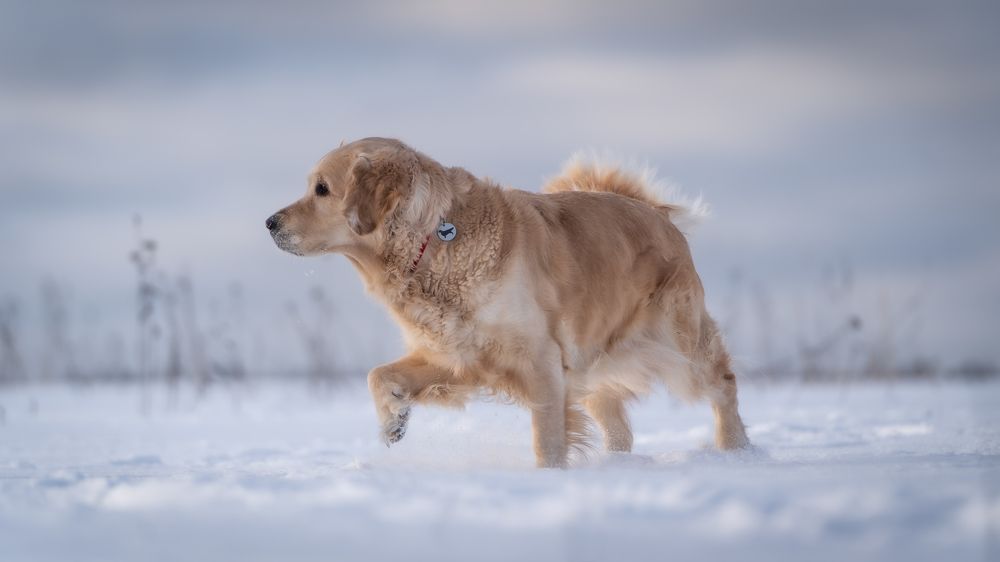 Тихая охота