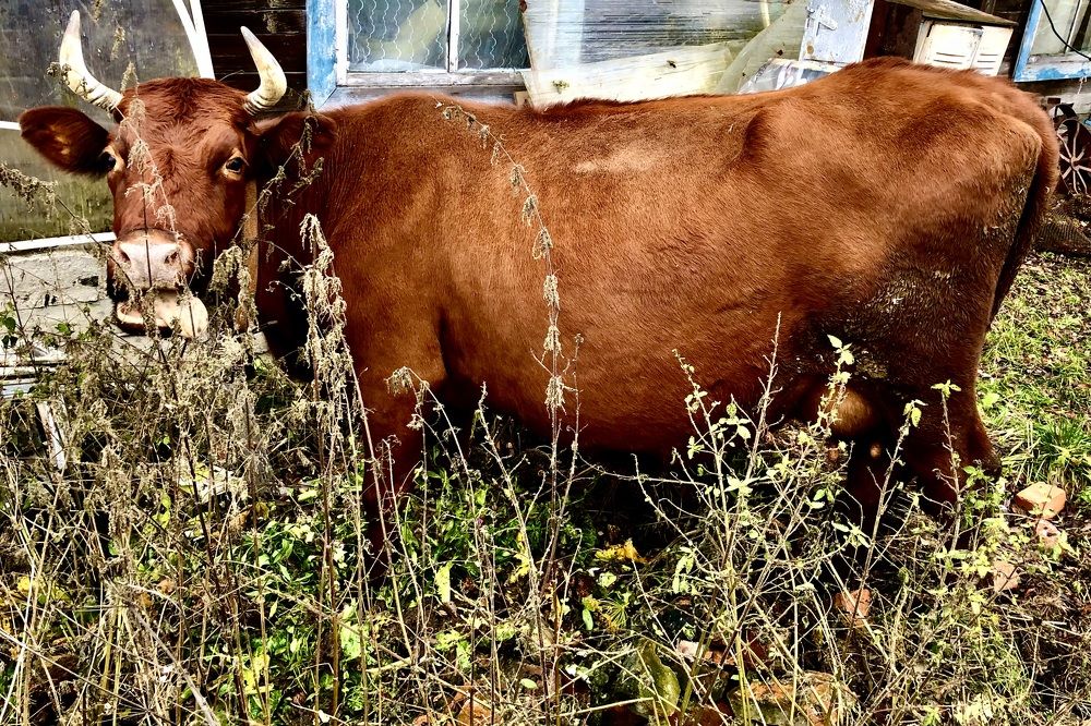 Photograph by Олеся Семёнова