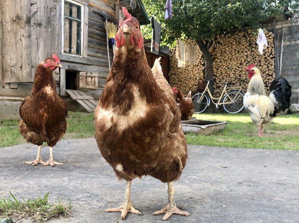 Photograph by Олеся Семёнова