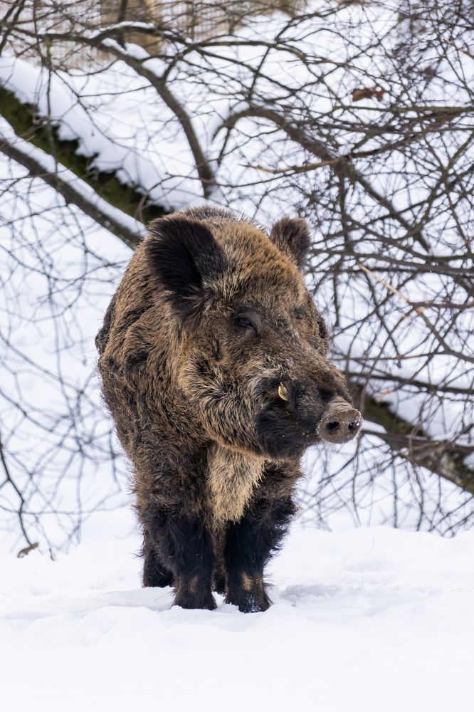 Дикий кабан