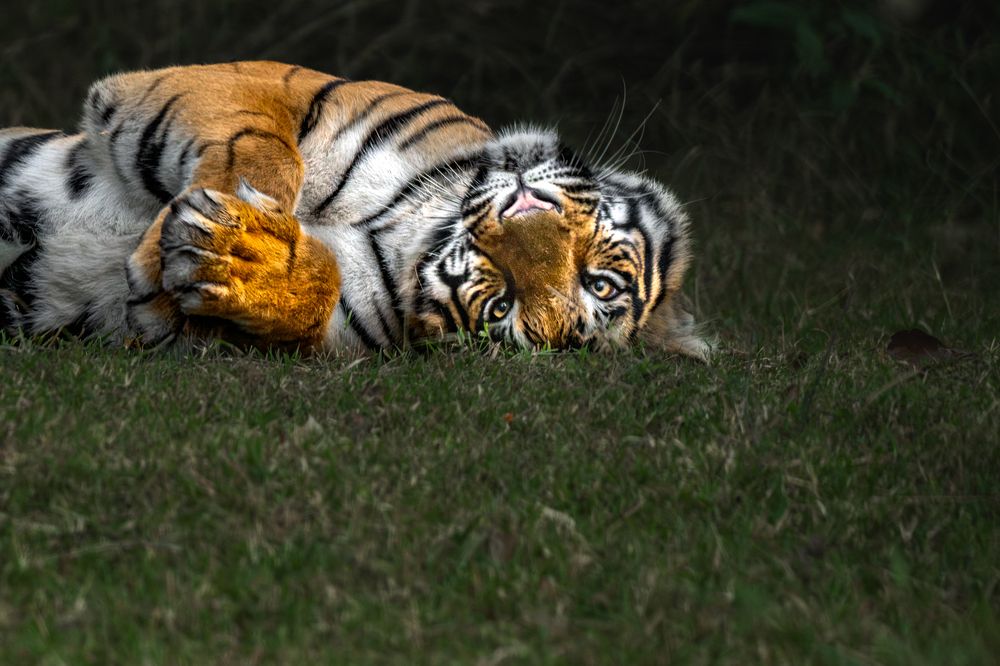Photograph by Narayanan Iyer