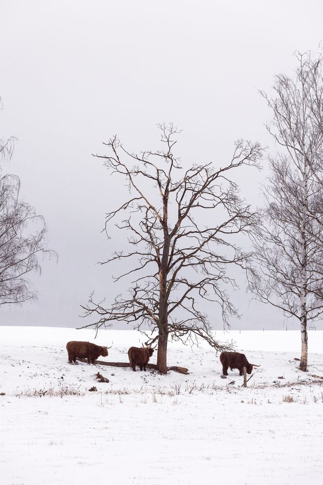 Photograph by Карина Онисенко