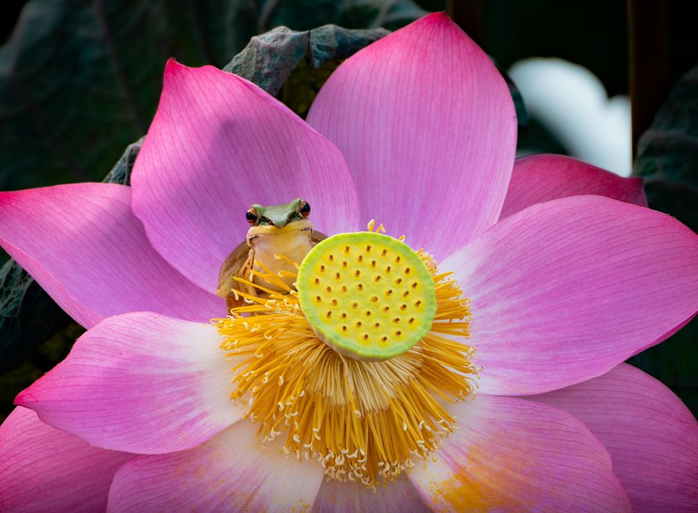 Photograph by lê tấn thanh