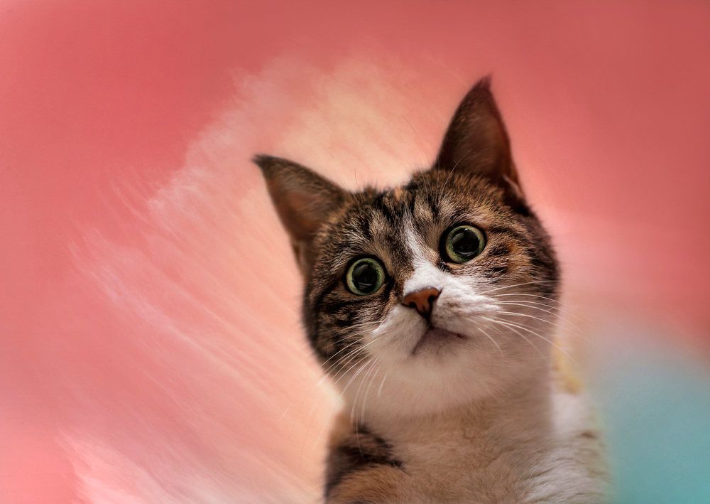 Photograph by Iman Barin